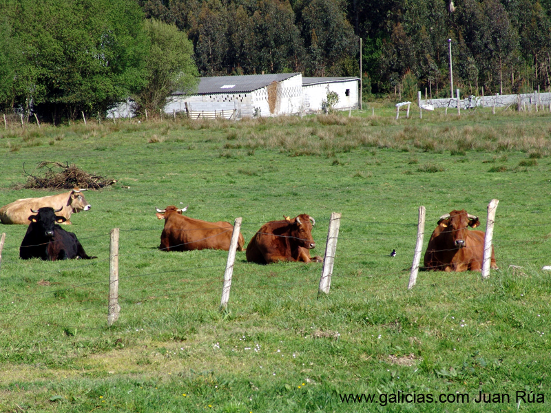 vacas