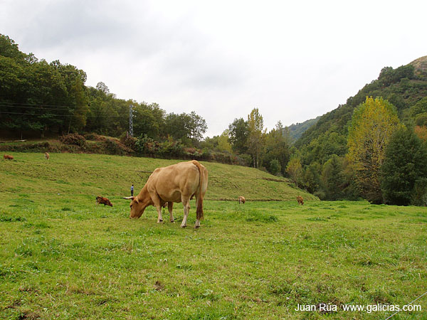 egvacas