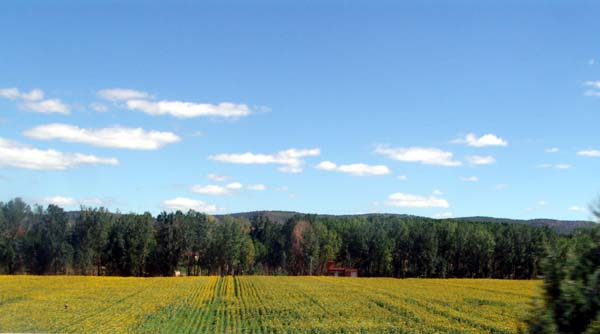 girasoles