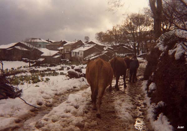 Vacas na Canella da Fonte