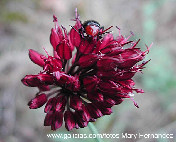 escarabajo_rojo_y_negro