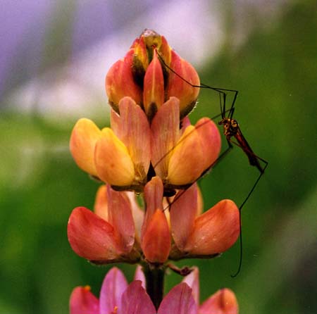 Lupinus