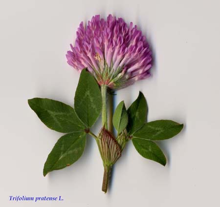 Trifolium