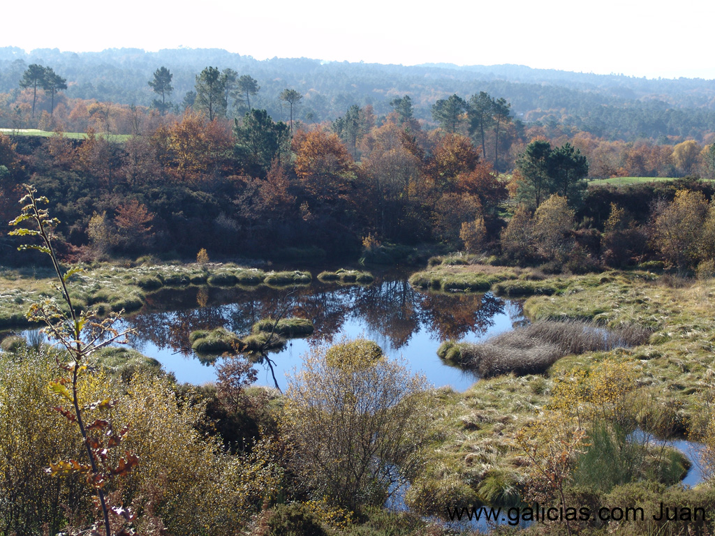 lagopuzo