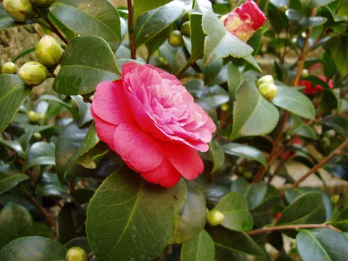 camelia01