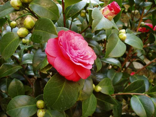 camelia02