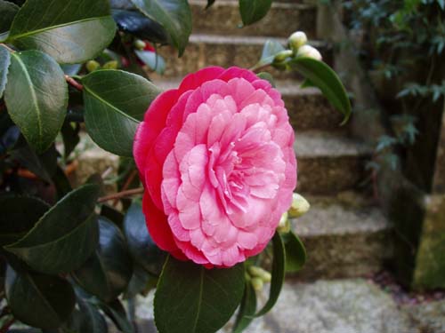 camelia03