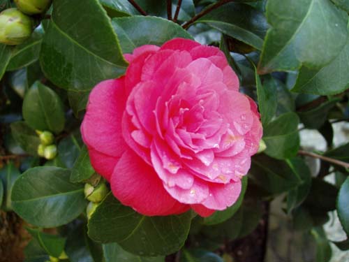 camelia05