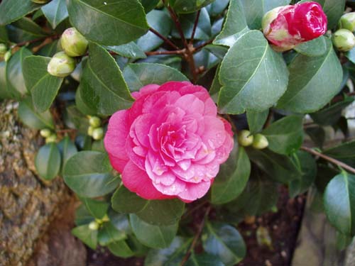 camelia06