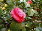 camelia01