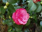 camelia04