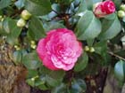 camelia06