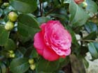 camelia07