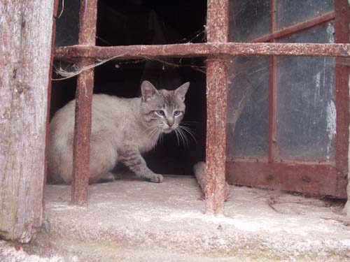 bocoi en ventana casa vieja