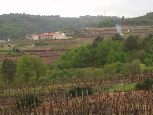 bodega ribeiro leiro