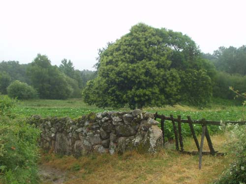 camino frente casa do toniño