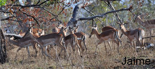 SUDAFRICA80
